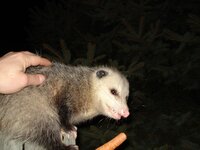 opossum 006.jpg