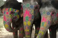 elephants.webp