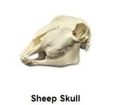 Sheep skull.JPG