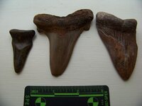 3 Shark teeth.JPG