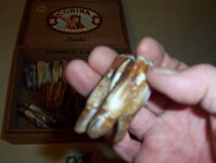 Bison teeth 004.JPG