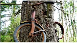 Bike in a tree.JPG