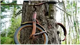 Bike in a tree.webp