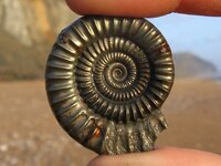 charmouth_fossil_21.jpg