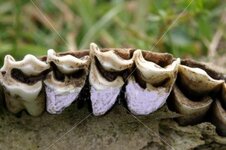 stock-photo-3926343-sheep-teeth.jpg