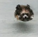 hover-dog-flying-dog-1.webp