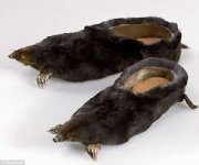 mole shoes.jpg