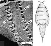 arthropod  trackway.jpg