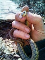 14-in garter snake.jpg