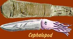 cephalopod_fossil_ill.jpg