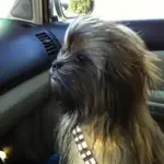 chewie.webp