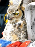 Bald Eagle and Great Horned Owls 060c.jpg