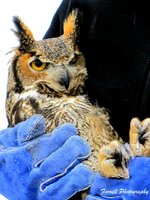 Bald Eagle and Great Horned Owls 063c.jpg