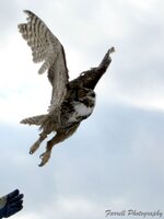 Bald Eagle and Great Horned Owls 068c.jpg