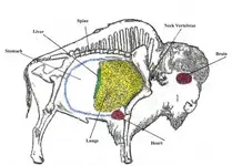 bisonvitals-vi.webp