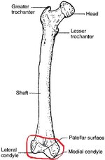 0199210896_femur_1.jpg