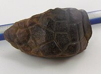 Turtle Fossil 2.jpg