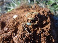 Metal Detecting 2013 170.jpg