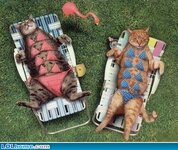 tanning cats.jpg