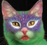 makeup cat.webp