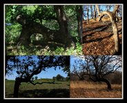 Trail trees collage2.jpg