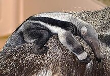 Anteater.jpg