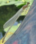 white damsel fly.jpg