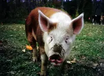 LITTLE PIG 1.webp