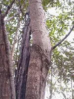 Beech grafted on oak.webp