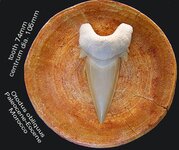 otodusonvertebra.jpg