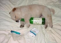 drunk-puppy1.jpg