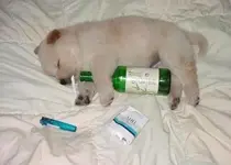 drunk-puppy1.webp