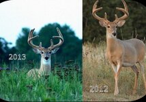 Curly Buck 2012 & 2013 (1280x766) (1024x613) (800x561).jpg