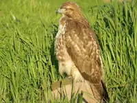 Hawk 067.webp