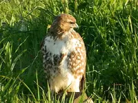 Hawk 076.webp