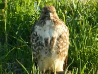 Hawk 061.webp