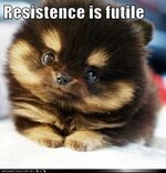 funny-dog-pictures-resistence-is-futile.jpg