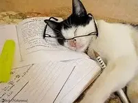 cat studying.webp