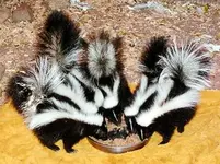 skunks.webp