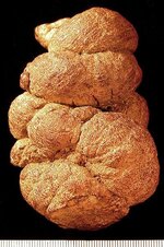 coprolite.jpg