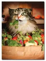 saladcat (2).webp