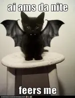 batcat.webp