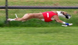 Greyhound_Racing_amk.jpg