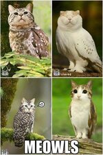 meowls.jpg