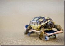 120604-turtle-skateboard_thumb.jpg