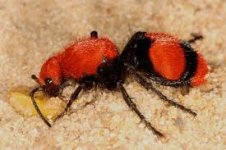 Velvet Ant.jpg