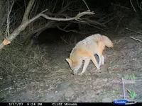 coyote 4.webp