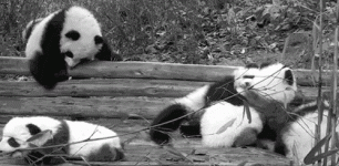 panda.gif