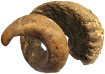 rams-horn.jpg