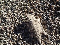 horned toad2.JPG